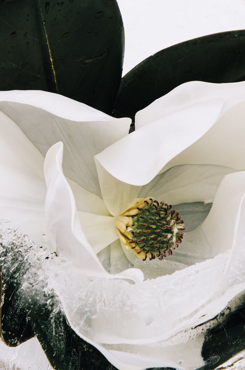 Loewe Aura White Magnolia 100 ml Loewe Aura White Magnolia 100 ml