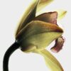 loewe Roasted Vanilla EDP 100 ml loewe Roasted Vanilla EDP 100 ml