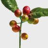 loewe Wild Coffee EDP 100 ml loewe Wild Coffee EDP 100 ml