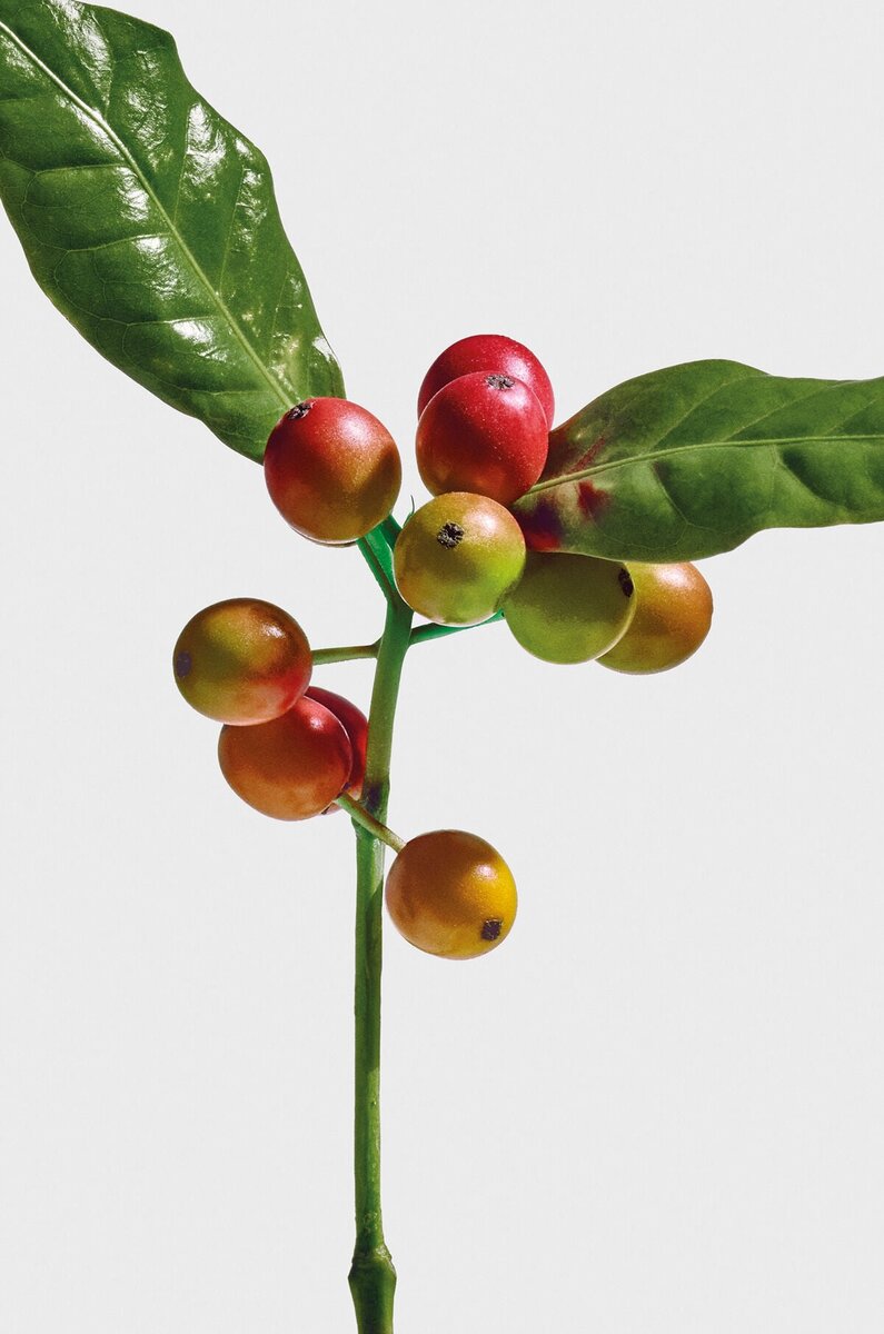 loewe Wild Coffee EDP 100 ml loewe Wild Coffee EDP 100 ml