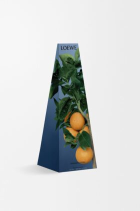 Świecznik z wosku o zapachu kwiatu pomarańczy Świecznik z wosku o zapachu kwiatu pomarańczy