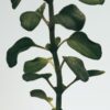 Balsam do ciała z oregano